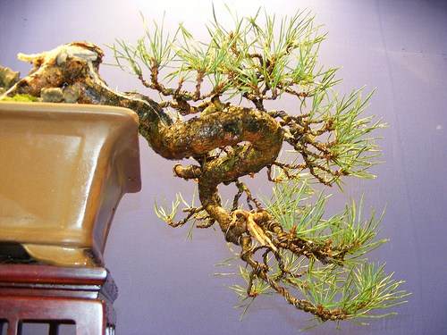 图解1998-2010年制作苏格兰松树盆景的过程