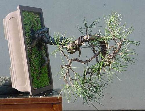 图解1998-2010年制作苏格兰松树盆景的过程