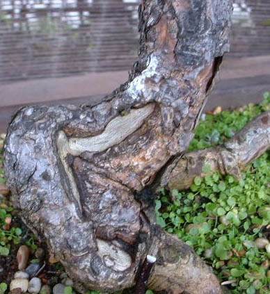 图解1998-2010年制作苏格兰松树盆景的过程