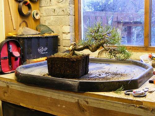 图解1998-2010年制作苏格兰松树盆景的过程