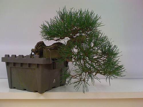 图解1998-2010年制作苏格兰松树盆景的过程