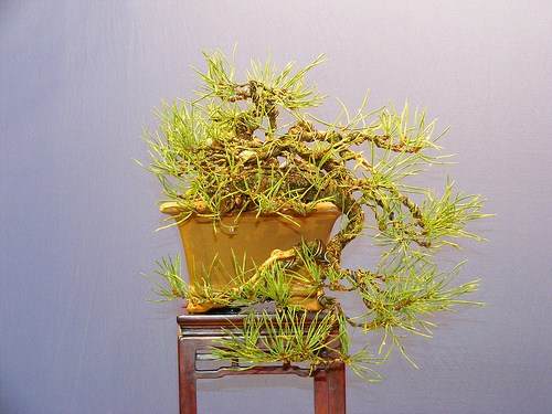 图解1998-2010年制作苏格兰松树盆景的过程