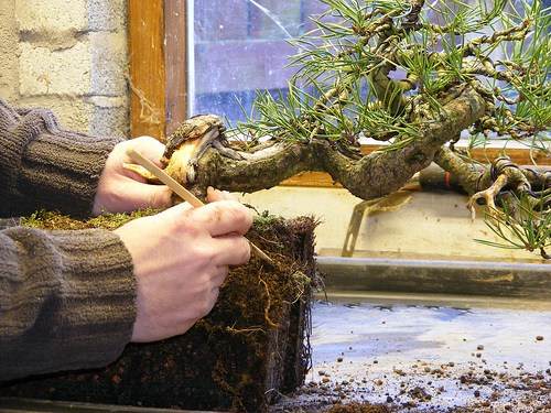 图解1998-2010年制作苏格兰松树盆景的过程