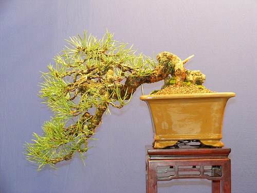 图解1998-2010年制作苏格兰松树盆景的过程