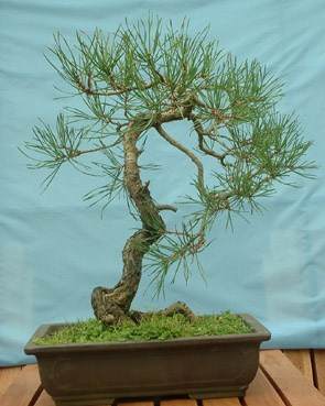 图解1998-2010年制作苏格兰松树盆景的过程