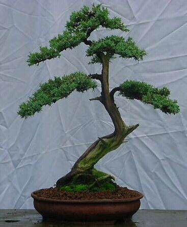 图解 1997-2011年制作杜松盆景的过程