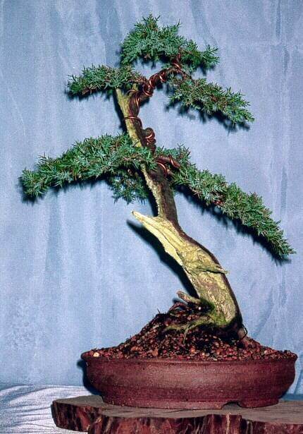 图解 1997-2011年制作杜松盆景的过程