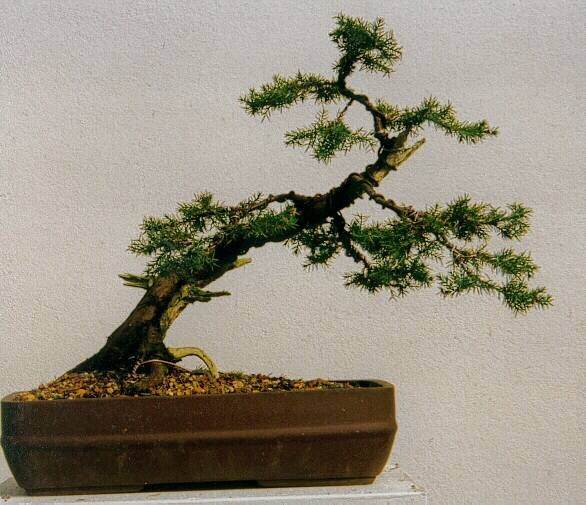 图解1997-2011年制作杜松盆景的过程