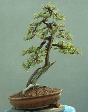 图解 1997-2011年制作杜松盆景的过程