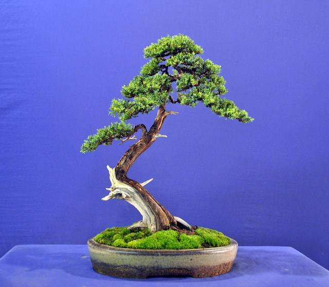 图解 1997-2011年制作杜松盆景的过程