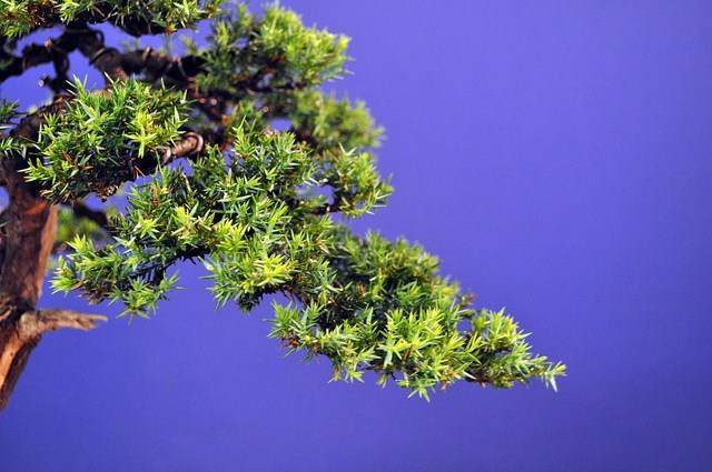 图解 1997-2011年制作杜松盆景的过程