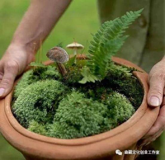 蕨类植物作为盆景极其低调,你会欣赏吗