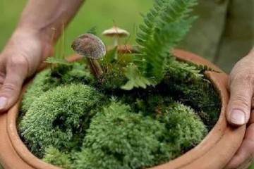 蕨类植物作为盆景极其低调 你会欣赏吗