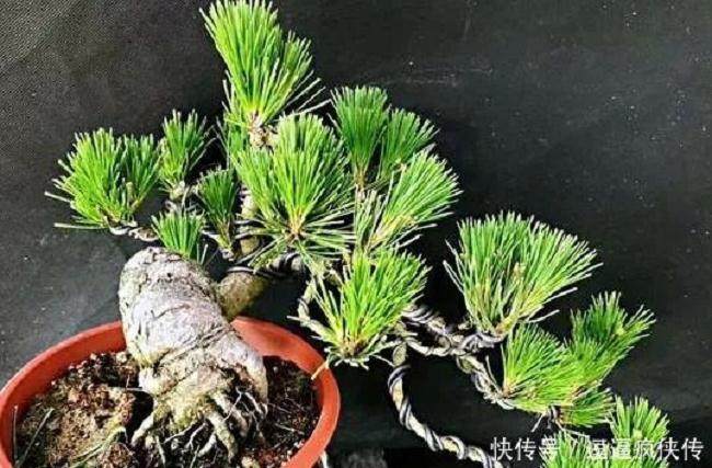 制作黑松盆景的疏叶切芽法