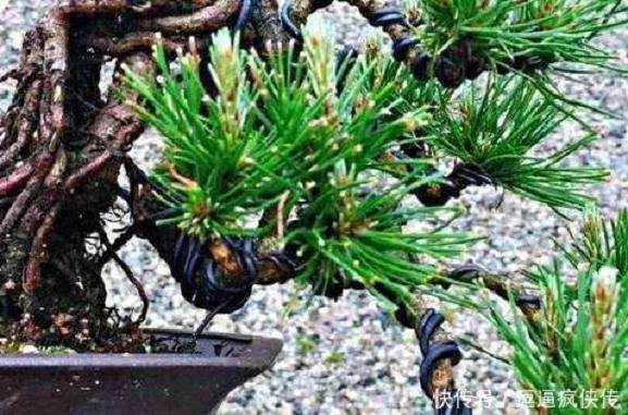 制作黑松盆景的疏叶切芽法 图片