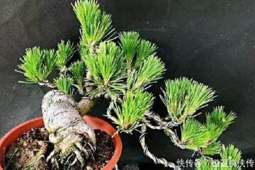 制作黑松盆景的疏叶切芽法 图片