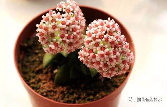 想要养好多肉盆景？按我这样处理
