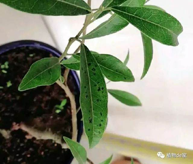 金弹子盆景叶片上有很多黑圈圈 后期这样养