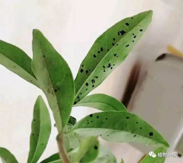 金弹子盆景叶片上有很多黑圈圈 后期这样养