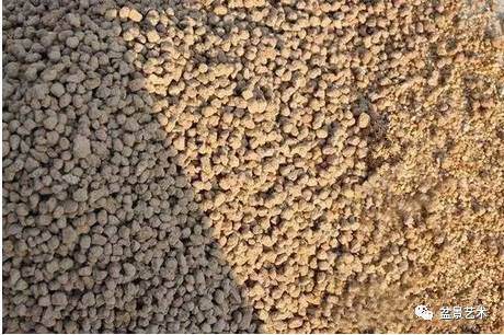 松树盆景怎么裸根上盆的步骤