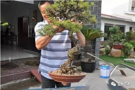 松树盆景怎么裸根上盆的步骤