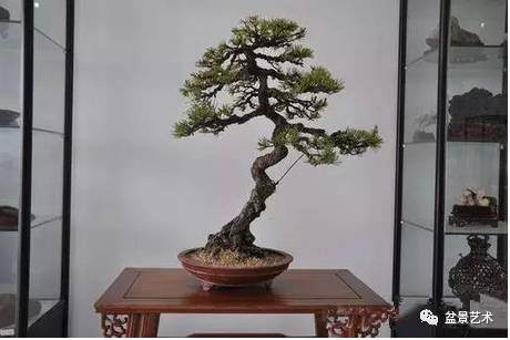 松树盆景怎么裸根上盆的步骤