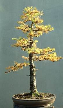 图解 2002年制作日本落叶松盆景的过程