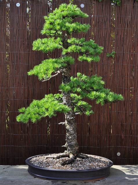 图解 2002年制作日本落叶松盆景的过程