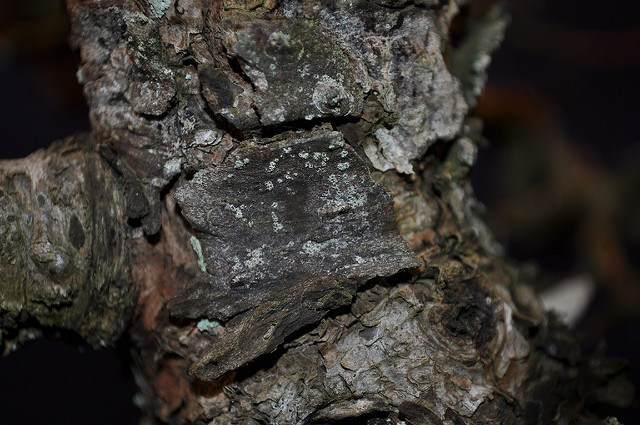 图解 2002年制作日本落叶松盆景的过程