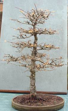 图解 2002年制作日本落叶松盆景的过程