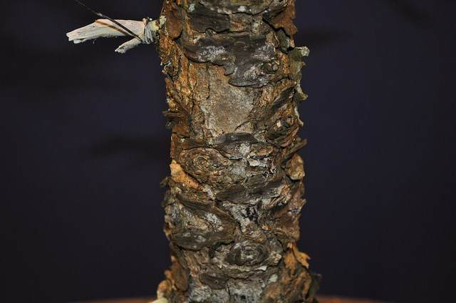 图解 2002年制作日本落叶松盆景的过程