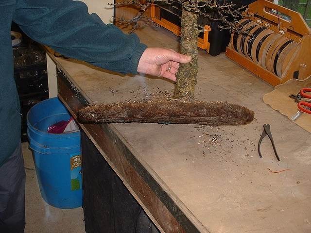 图解 2002年制作日本落叶松盆景的过程