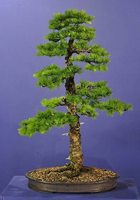 图解 2002年制作日本落叶松盆景的过程