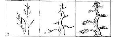 实在好用的盆景造型图解 照做就行 必须收藏