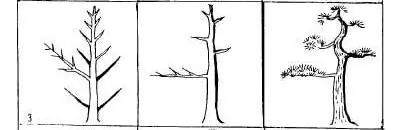 实在好用的盆景造型图解 照做就行 必须收藏