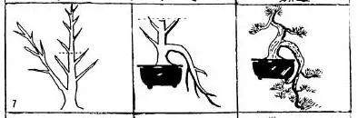 实在好用的盆景造型图解 照做就行 必须收藏
