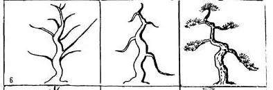 实在好用的盆景造型图解 照做就行 必须收藏