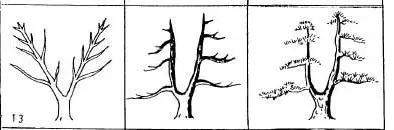 实在好用的盆景造型图解 照做就行 必须收藏