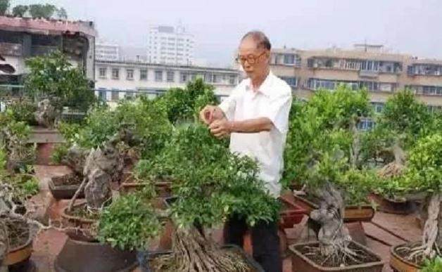 学会这几招 盆景养十年不用翻盆!