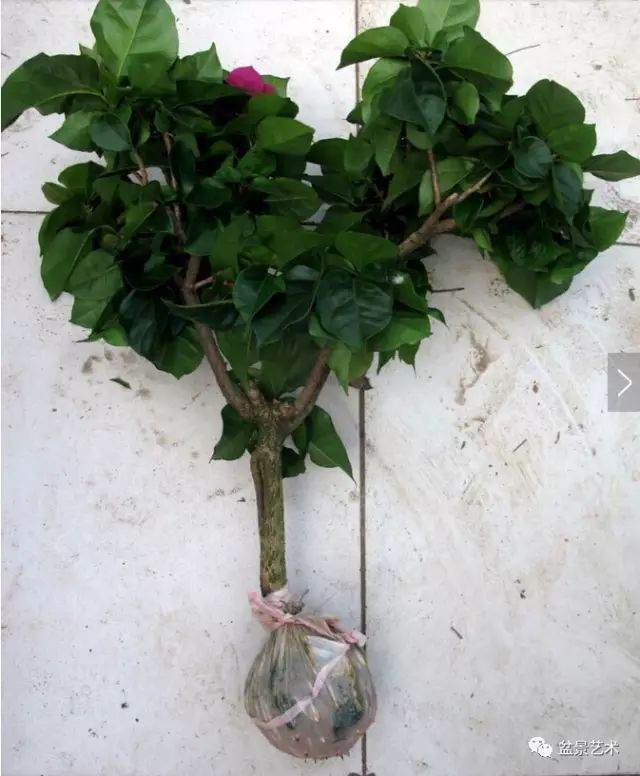 图解 三角梅盆景怎么高压繁殖 快速成型