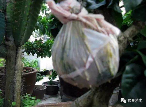 图解 三角梅盆景怎么高压繁殖 快速成型