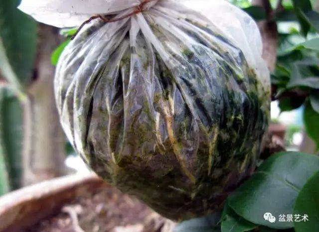 图解 三角梅盆景怎么高压繁殖 快速成型