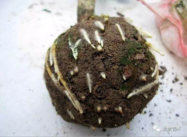 图解 三角梅盆景怎么高压繁殖 快速成型