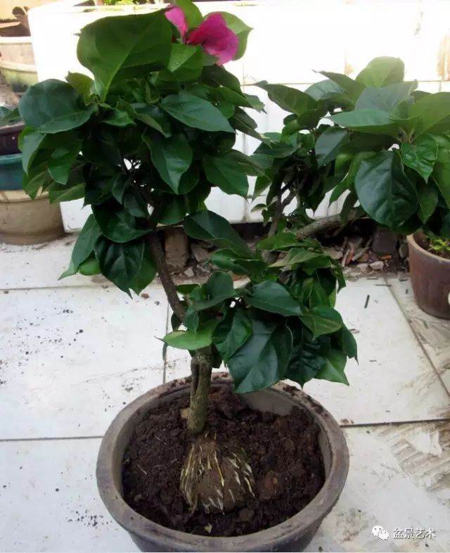 图解 三角梅盆景怎么高压繁殖 快速成型