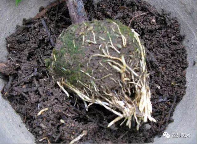 图解 三角梅盆景怎么高压繁殖 快速成型