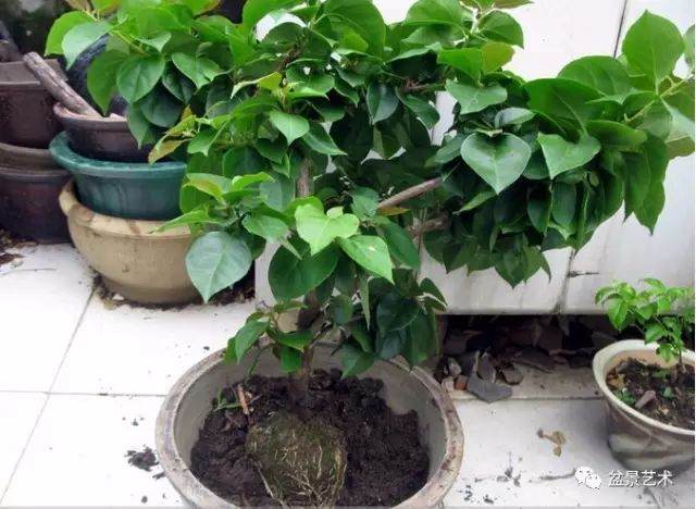 图解 三角梅盆景怎么高压繁殖 快速成型
