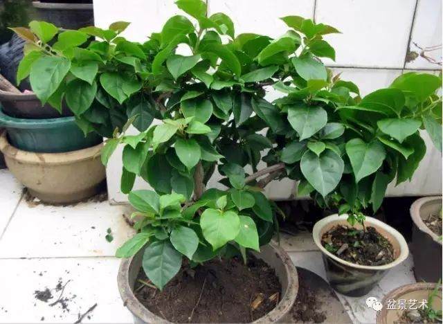 图解 三角梅盆景怎么高压繁殖 快速成型