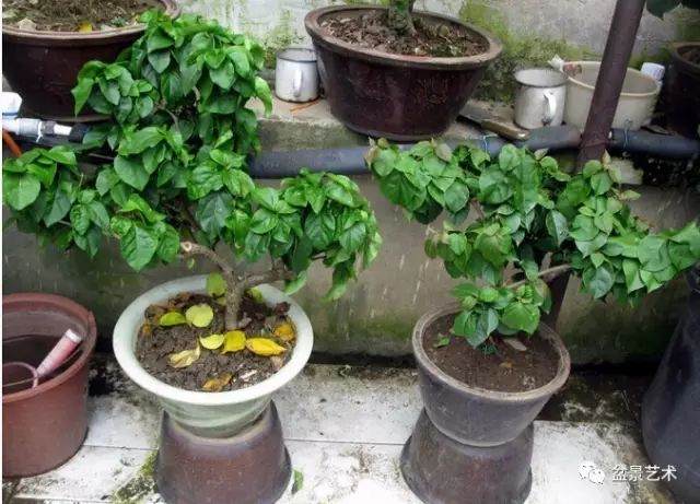 图解 三角梅盆景怎么高压繁殖 快速成型