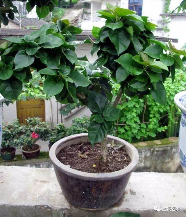 图解 三角梅盆景怎么高压繁殖 快速成型