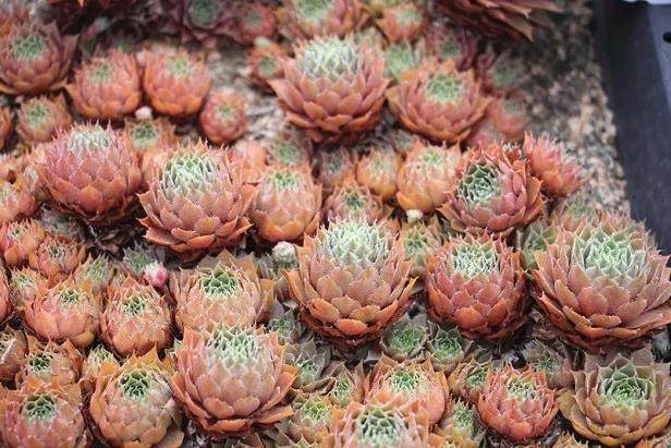 多肉冬天养护全攻略 1分钟看完 保证越冬零伤亡